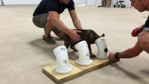 The Cutest Police Dog in Training