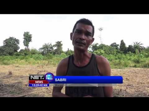 Puluhan Gajah Liar Rusak Rumah dan Lahan Warga di Pedalaman Aceh Timur - NET12