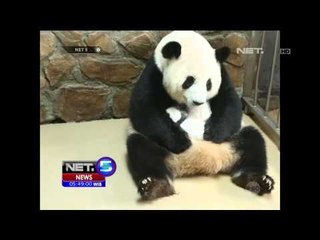 Bayi Panda Kembar Sepuluh Pasang di Cina - NET5