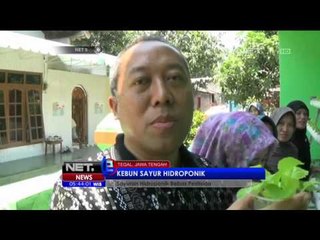 Kebun Sayur Hidroponik Rumah - NET5
