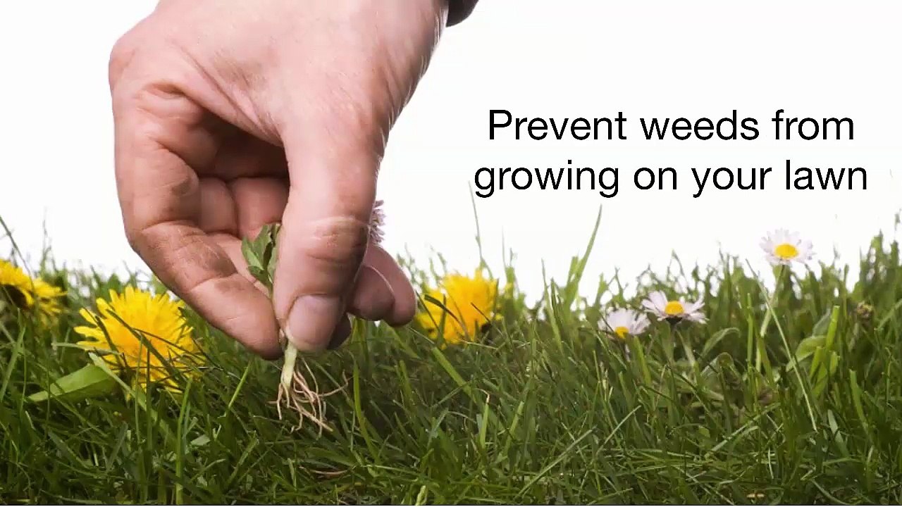 How To Get Rid Of Weeds
