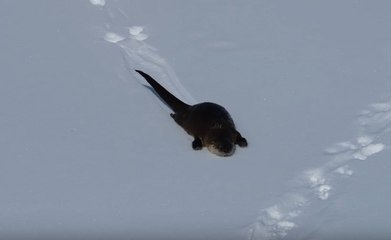 Download Video: Playful River Otter Captured Sliding on Snow