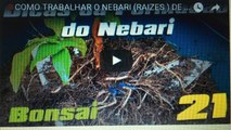 COMO TRABALHAR O NEBARI  DE UM FUTURO BONSAI - BonsaiCurso #26