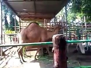 Gembira loka lihat kuda ada unta berpunuk