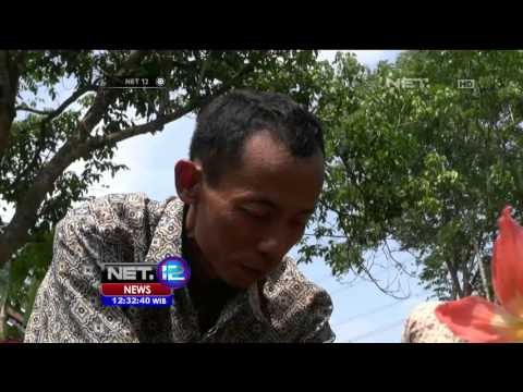 Kondisi Memprihatinkan Taman Bunga Amarilis di Yogyakarta - NET12