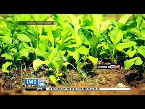 Komunitas Indonesia Berkebun Melalui Media Sosial - IMS