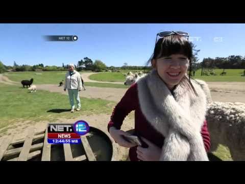 Hewan Ternak Sebagai Minat Wisata di Selandia Baru - NET12
