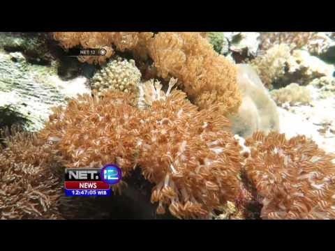 Surga Liburan Sambil Menikmati Diving di Alor, NTT - NET12