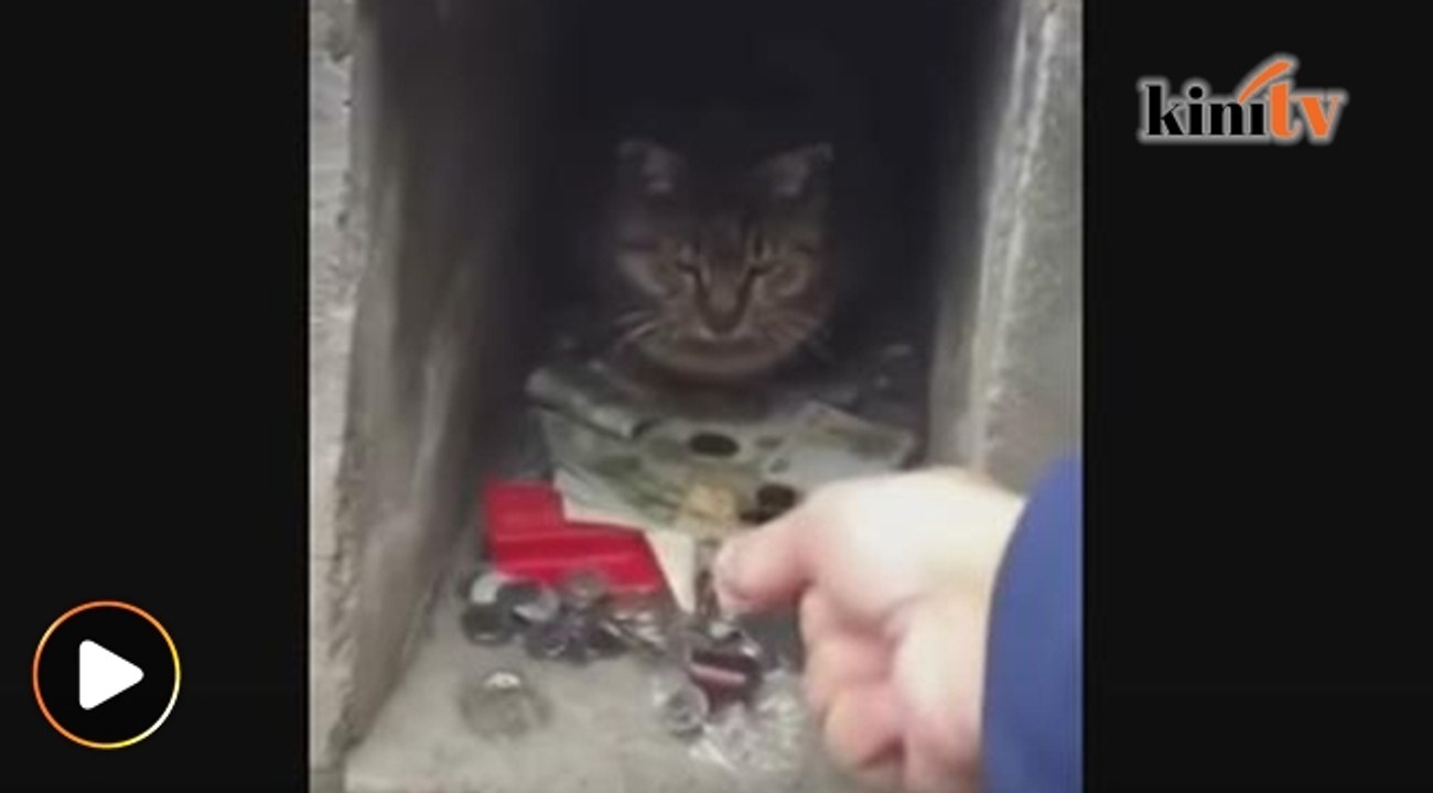 Kucing jaga duit, tak mahu duit dicuri