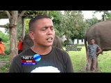 Agenda NET5 :  Konservasi Gajah di Saree Aceh