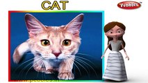Cat Nursery Rhyme | Animal Rhymes | Nursery Rhymes With Lyrics | Nursery Rhymes 3D Animation