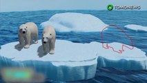 Derreter o gelo marinho é uma má notícia para os ursos polares.