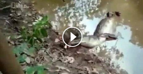 এমন এক প্রজাতির মাছের সন্দান পাওয়া গেছে যার শরীরে বহন করে ৯০০ ভোল্ট বিদ্যুৎ (দেখুন ভিডিও)