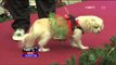 Ratusan Anjing Ikuti Parade Anjing Berkostum Natal di Peru - NET12