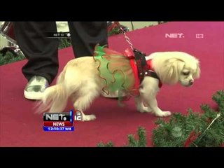 Descargar video: Ratusan Anjing Ikuti Parade Anjing Berkostum Natal di Peru - NET12