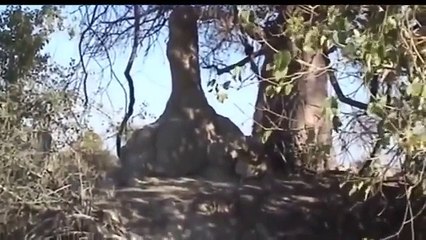 WOW Leopard vs Warthog Intense Battle