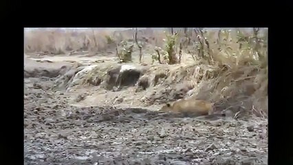 WOW Lion Quickest Kill Lioness wakes up from sleep and makes a Kill