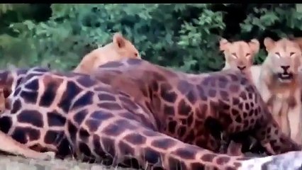 WOW Lion s Pride Kill and Feast on a Giraffe