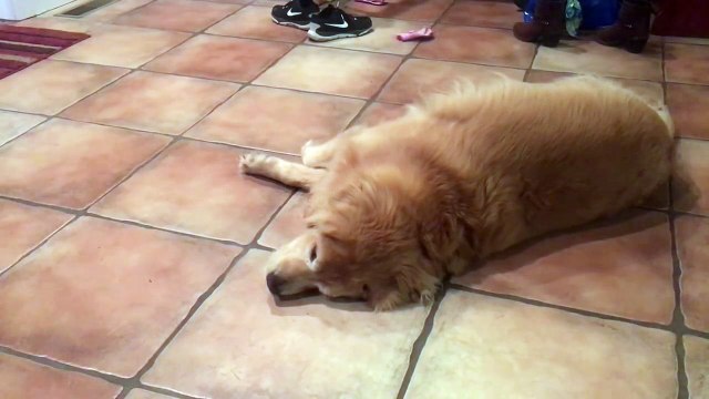 Ce chien joue les notes d'une flûte traversière... tellement bon