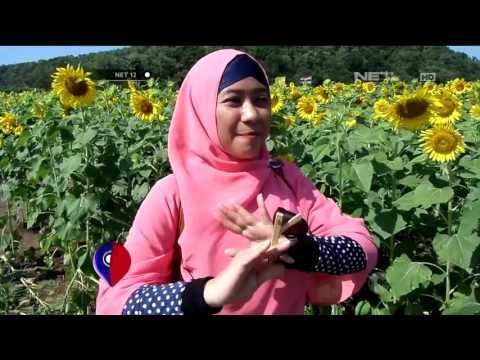 Taman Bunga Matahari di Thailand - NET12