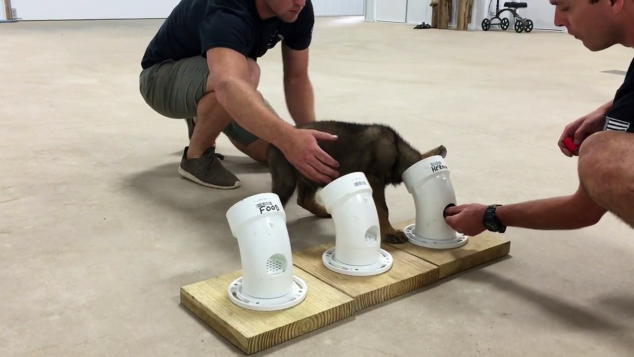 The Cutest Police Dog in Training