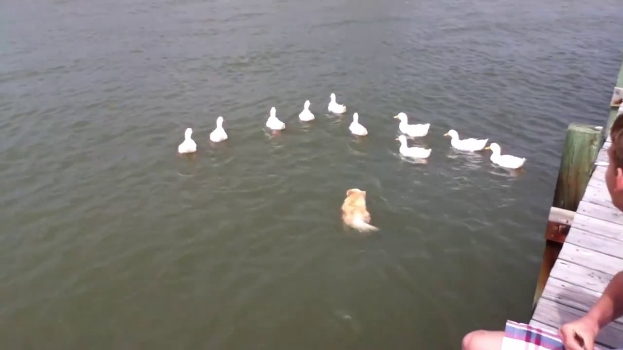 Un chien de berger sera toujours un chien de berger, même dans l'eau