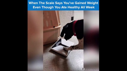 Quand tu te pèses après les fêtes! Crise de nerf