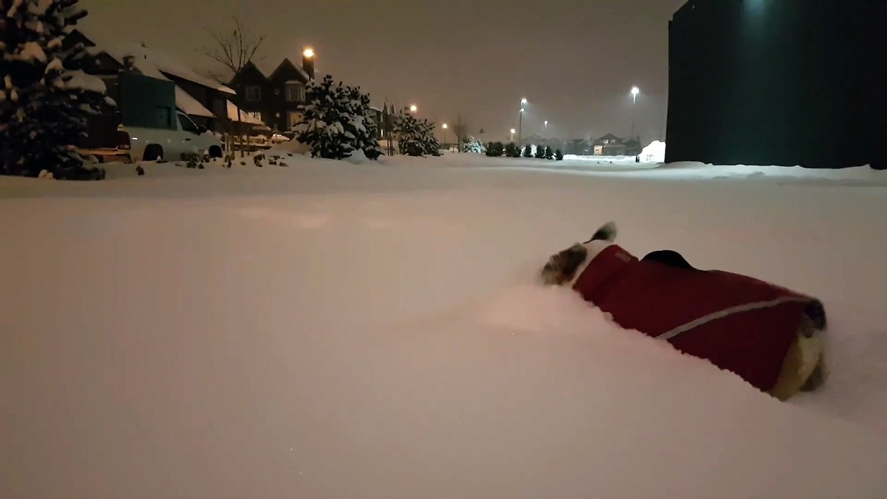 Ce chien est en galère pour aller chercher les boules de neige... Tu m'étonnes!