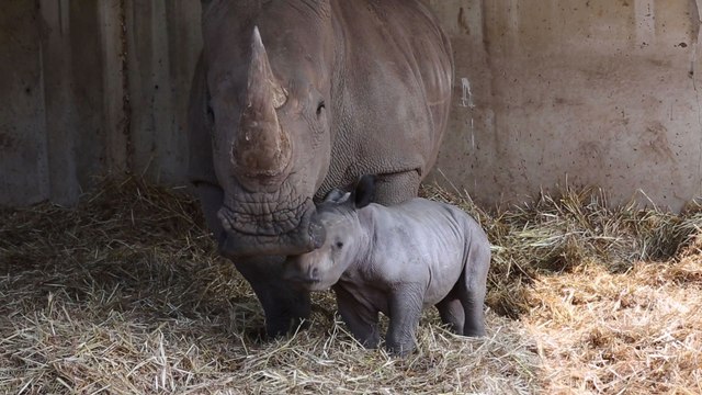 Israël: naissance rare d'un rhinocéros blanc dans un zoo