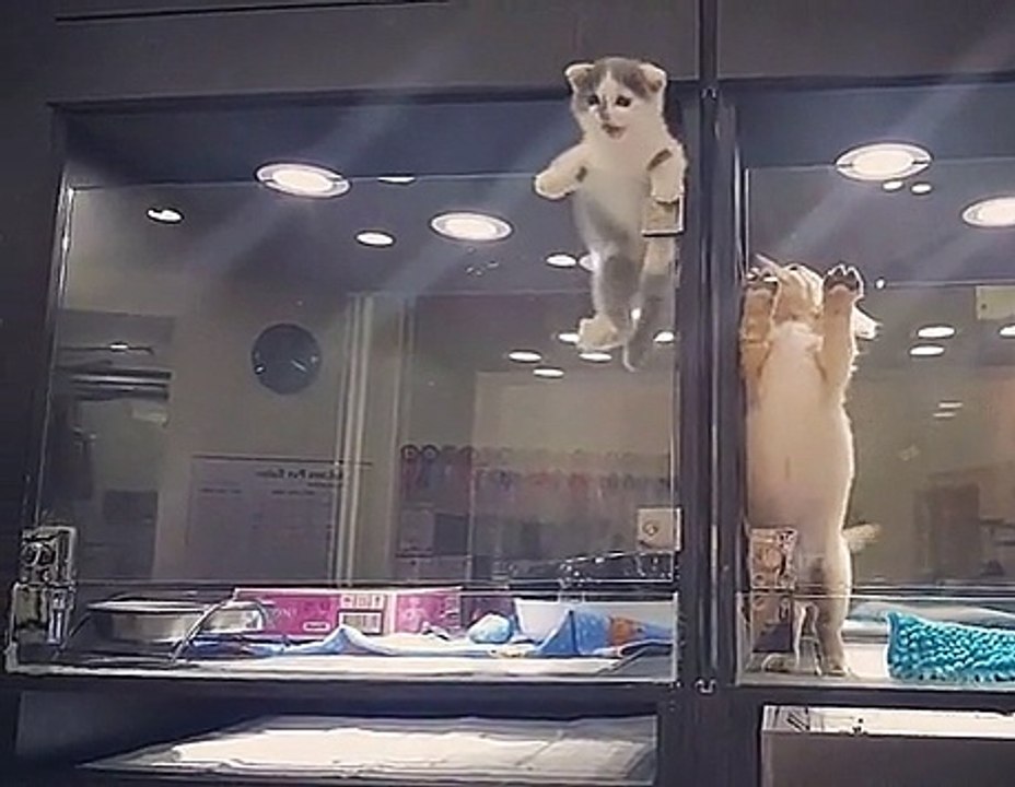 Cute Kitten Wants To Meet The Puppy. Struggle Is On!