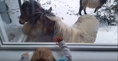 Toddler Meets Miniature Horses at Her Front Door