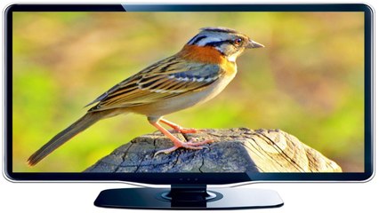 Tico tico canto para foguear e ensinar filhotes