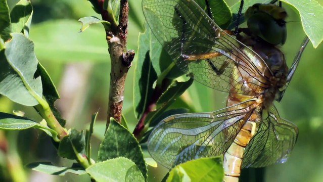 Insectes - Aeschne isocèle - La faune et la flore de M&M