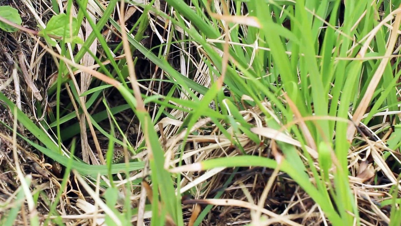 Reptiles - Lézard des souches - La faune et la flore de M&M