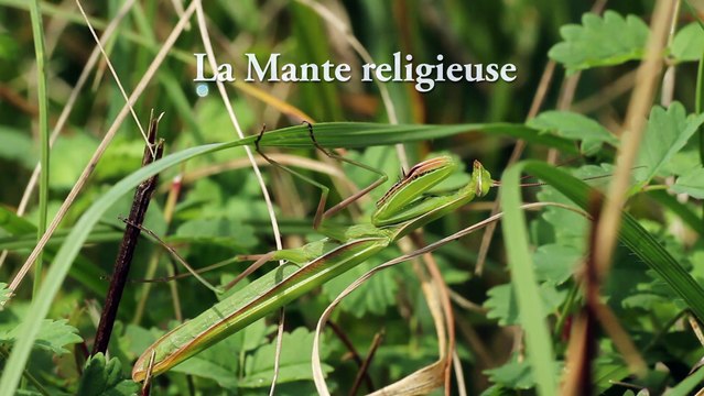 Insectes - Mante religieuse - La faune et la flore de M&M