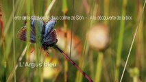 Insectes - Argus bleu - La faune et la flore de M&M
