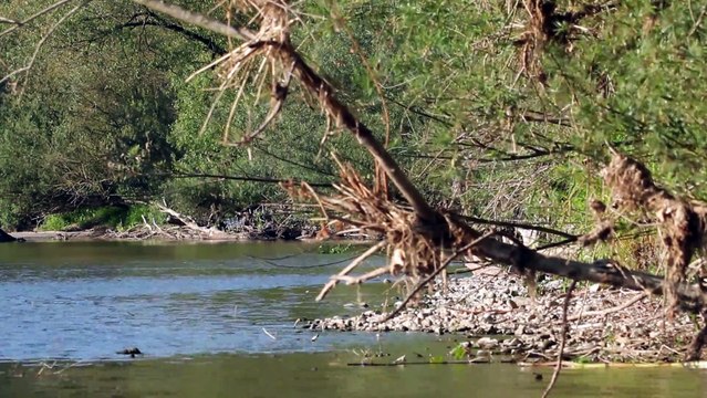 Mammifères - Castor d'Europe - La faune et la flore de M&M