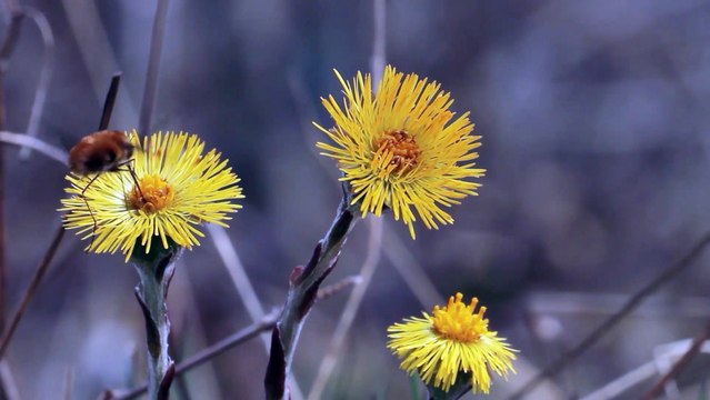 Insectes - Grand bombyle - La faune et la flore de M&M