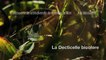 Insectes - Decticelle bicolore - La faune et la flore de M&M