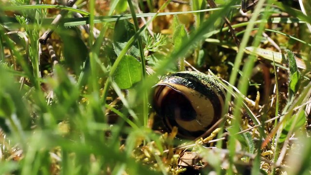 Insectes - Osmie bicolore - La faune et la flore de M&M