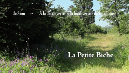 Insectes - Petite biche - La faune et la flore de M&M