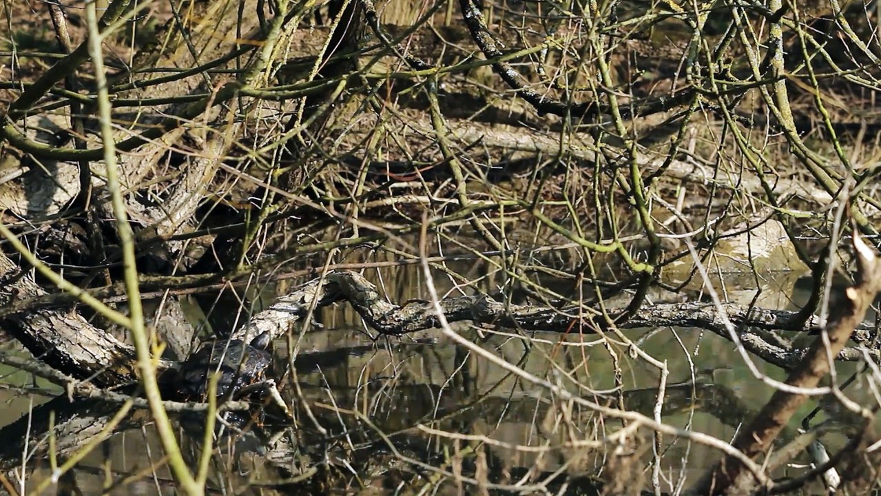 Reptiles - Tortue de Floride - La faune et la flore de M&M