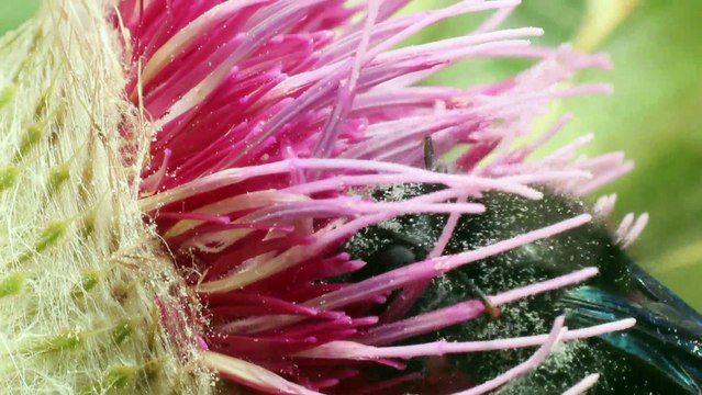 Insectes - Xylocope violet - La faune et la flore de M&M