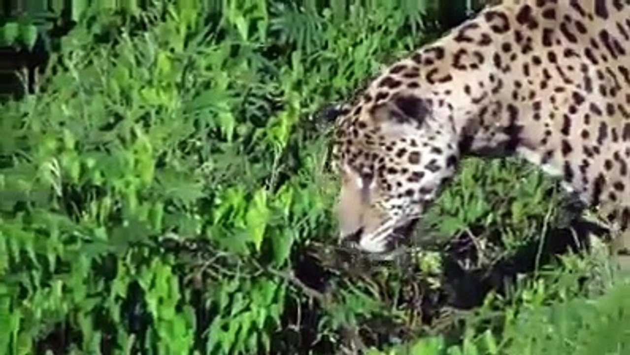 Leopard Drained Crocodile Just Minute