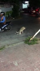 Ce chien mériterait bien un oscar pour ses talents d'acteur