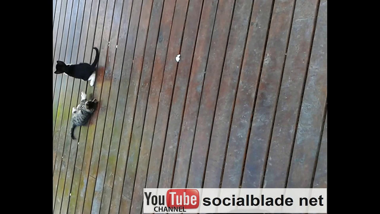 Playing Cats