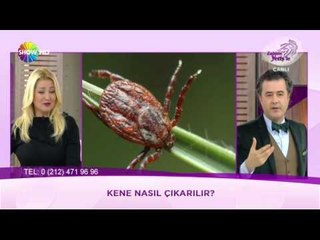 Kene nasıl çıkarılır?