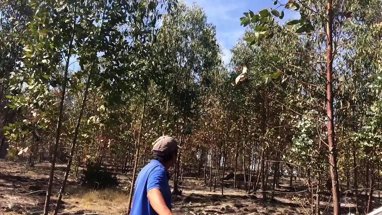 Des hommes se prennent un déluge sous un avion qui largue de l’eau pour un feu de forêt.