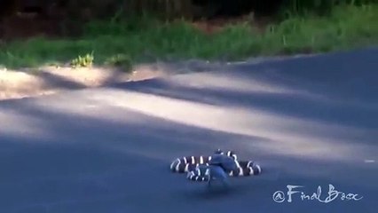 Eagle Attacks King Cobra