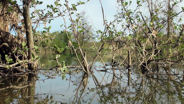 Amphibiens - Grenouille rieuse - La faune et la flore de M&M